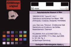 Foto (Objekt + Etiketten) von Gastrodorus neuhausense (Von Meyer, 1864) (NHMW-GEO-1990-0041-0100)